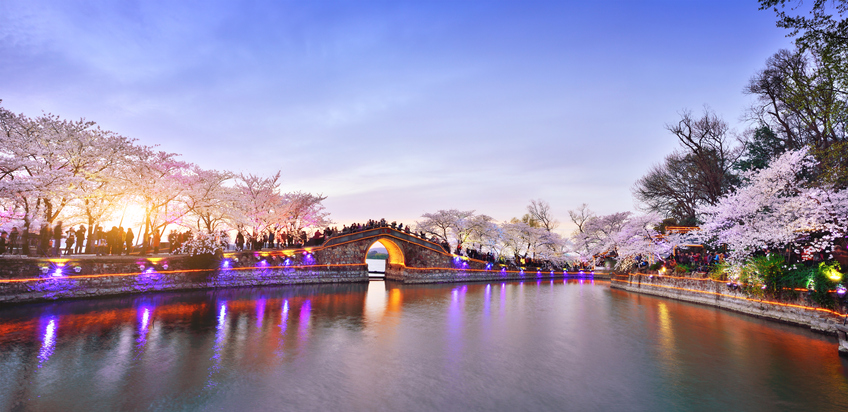 Cherry-Blossoms-Lush-Open-Season.jpg