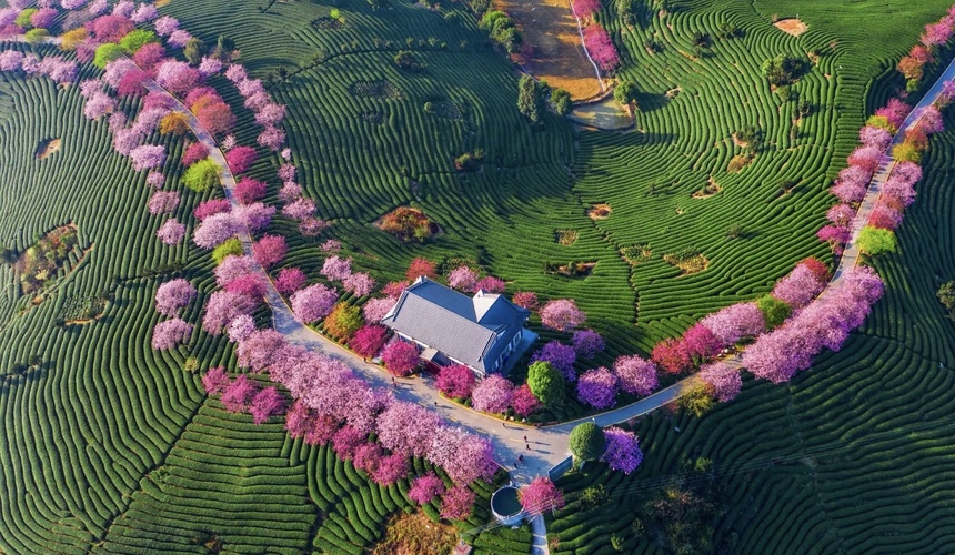 Cherry Blossom Season in China