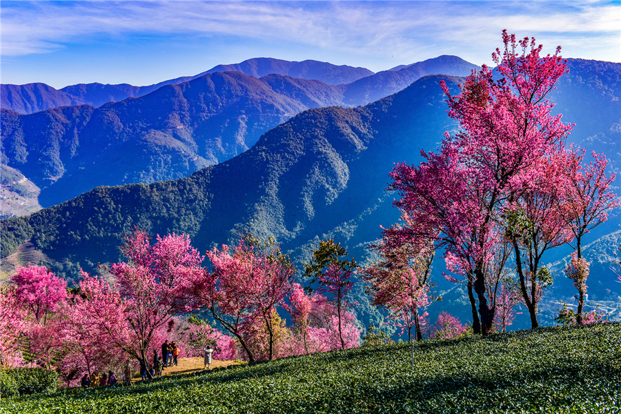 Cherry Blossom Viewing in China: Best Time, Locations & Travel Tips