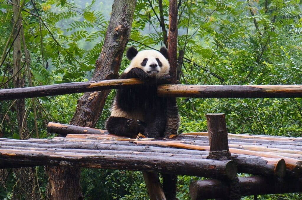 What Are the Best Things to Do in Chengdu in One Day